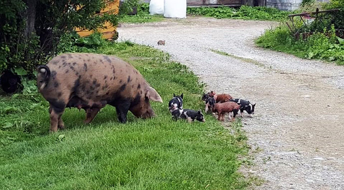 Sow-with-piglets <br />
<b>Notice</b>: Undefined variable: description in <b>/home/www/smithfamilymeats.com/wp-content/themes/smithfamily/includes/slideshow.php</b> on line <b>23</b><br />