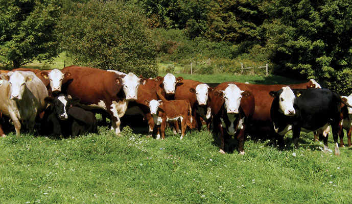 Smith Family Farm beef cows <br />
<b>Notice</b>: Undefined variable: description in <b>/home/www/smithfamilymeats.com/wp-content/themes/smithfamily/includes/slideshow.php</b> on line <b>23</b><br />