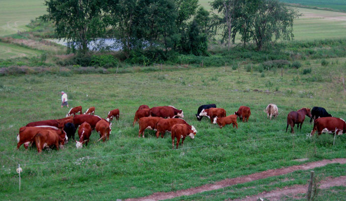 smith-family-farm-rotational-grazing-3-jpg <br />
<b>Notice</b>: Undefined variable: description in <b>/home/www/smithfamilymeats.com/wp-content/themes/smithfamily/includes/slideshow.php</b> on line <b>23</b><br />
